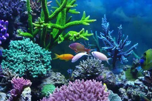 济南地玖生物的大量元素水溶肥听说效果特别好，有没有用过的？